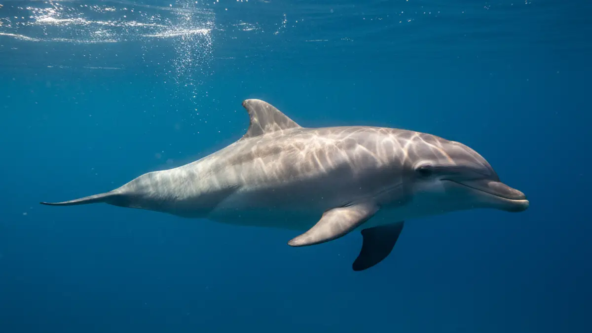 Ein Delfin schläft knapp unter der Wasseroberfläche. Sein linkes Auge ist geschlossen, während Sonnenstrahlen durch das blaue Wasser scheinen.